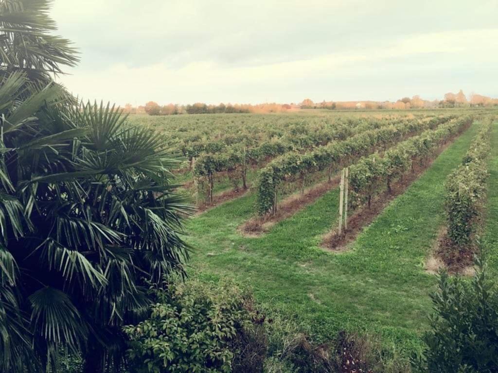 Villa Sofia Pramaggiore Dış mekan fotoğraf