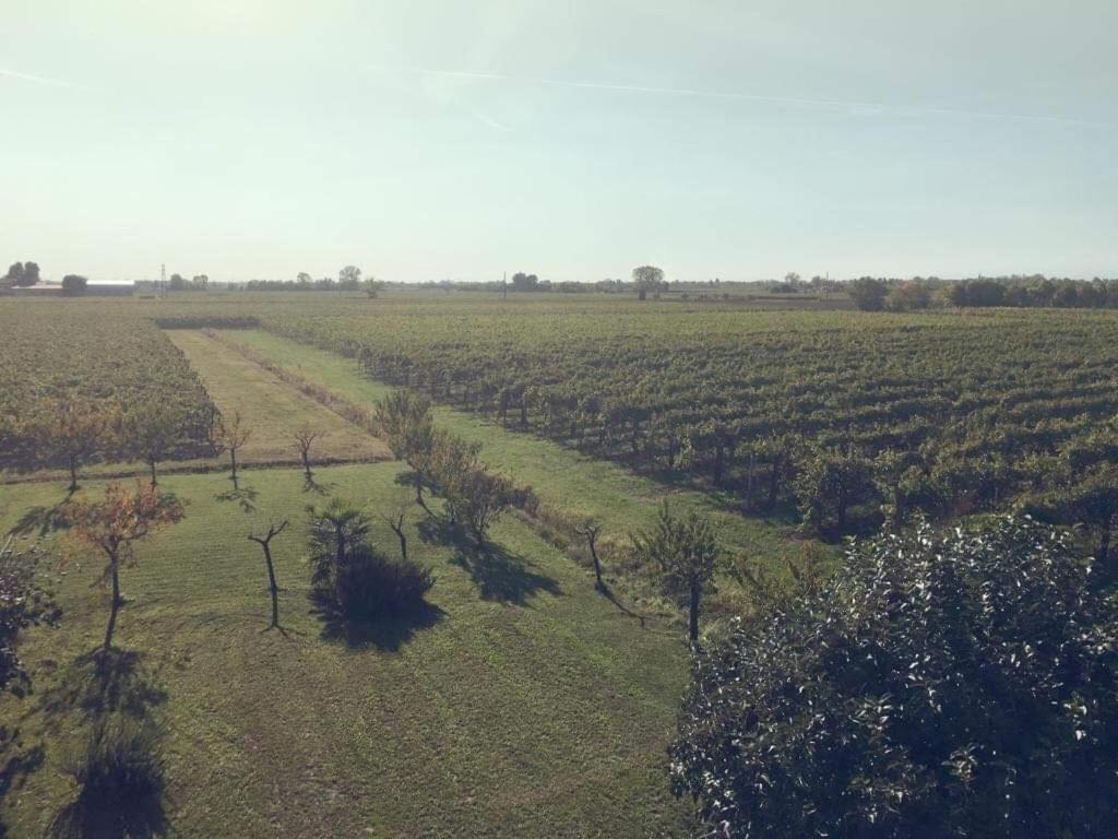Villa Sofia Pramaggiore Dış mekan fotoğraf